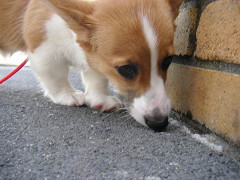 Resize of PICT0790_thumb.jpg